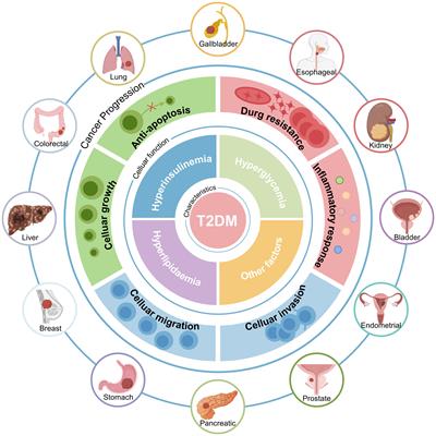 Effects of T2DM on cancer progression: pivotal precipitating factors and underlying mechanisms